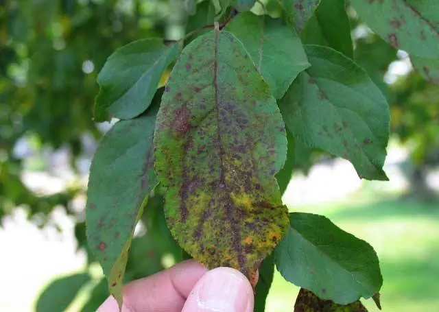 How to get rid of scab on an apple tree: how to process, when to spray