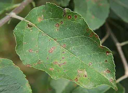 How to get rid of scab on an apple tree: how to process, when to spray