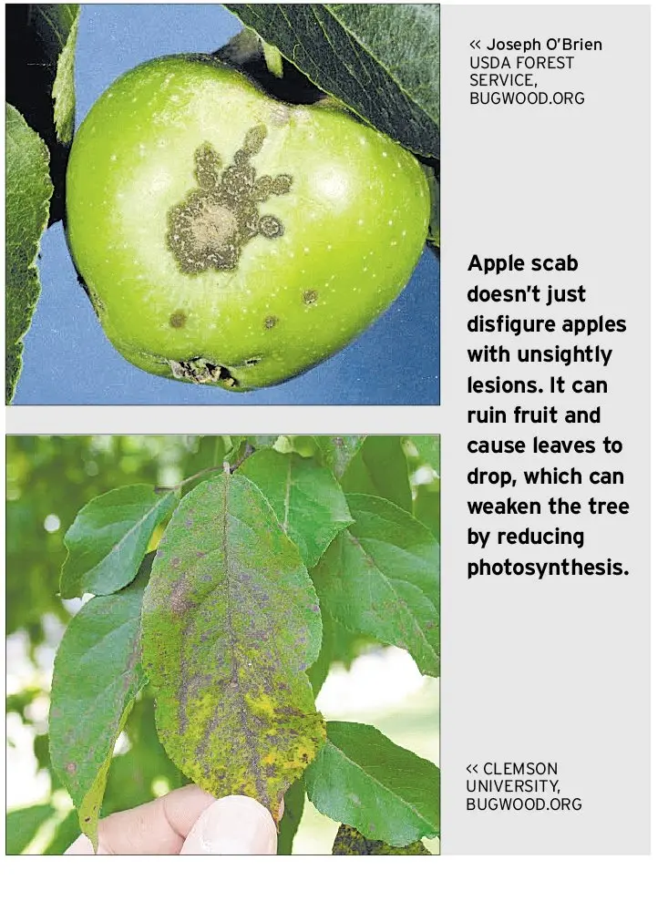 How to get rid of scab on an apple tree: how to process, when to spray