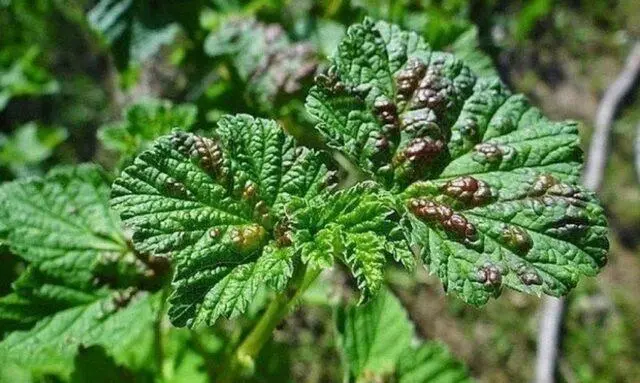 How to get rid of scab on currants