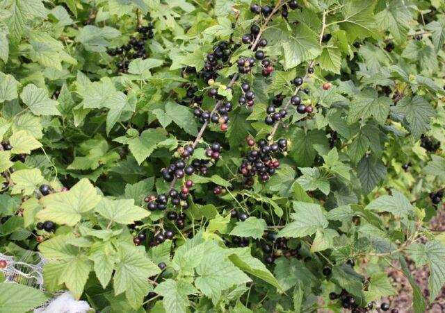 How to get rid of scab on currants