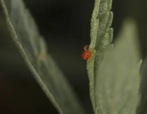 How to get rid of spider mites 