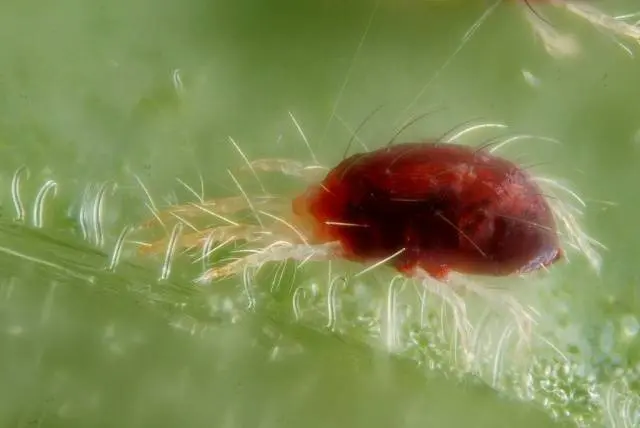 How to get rid of spider mites 