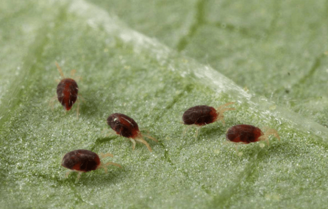 How to get rid of spider mites 