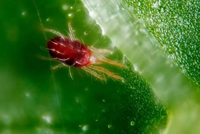 How to get rid of spider mites 