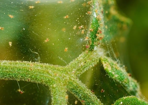 How to get rid of spider mites 