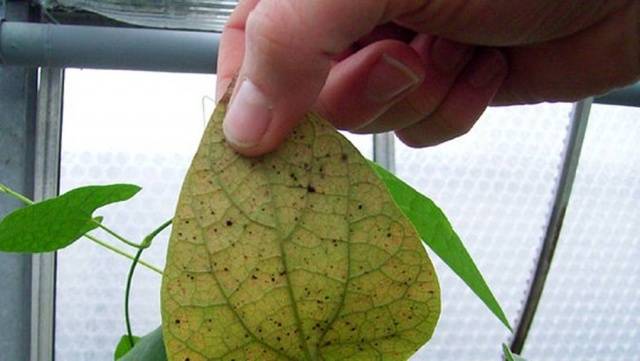 How to get rid of spider mites 