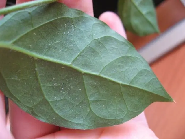 How to get rid of spider mites 