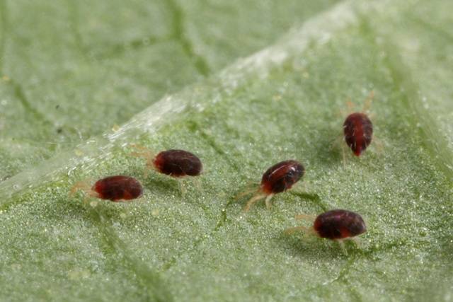 How to get rid of spider mites in a greenhouse