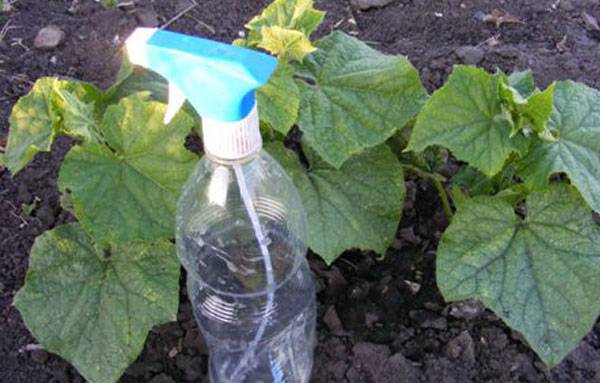 How to get rid of spider mites in a greenhouse