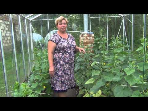 How to get rid of spider mites in a greenhouse