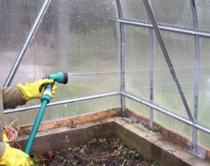 How to get rid of spider mites in a greenhouse