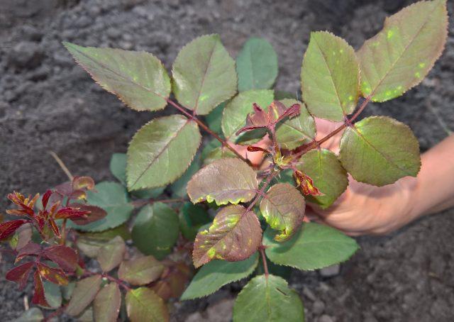 How to get rid of spider mites on a rose