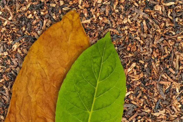 How to get rid of spider mites on a rose