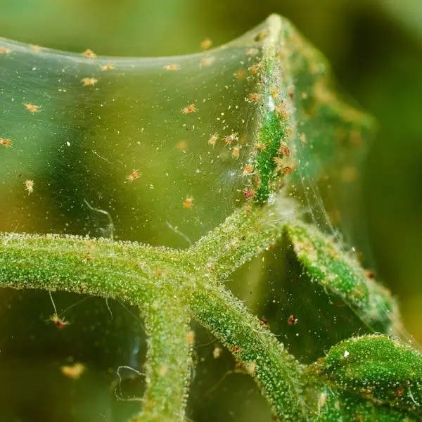 How to get rid of spider mites 