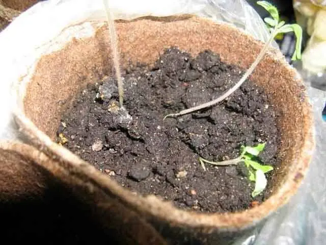 How to get rid of the black leg from pepper seedlings