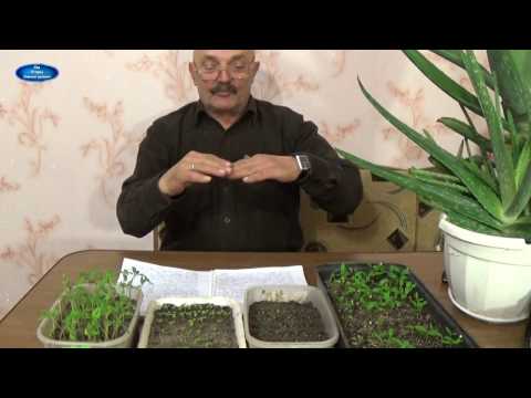 How to get rid of the black leg from pepper seedlings