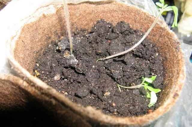 How to get rid of the black leg from pepper seedlings