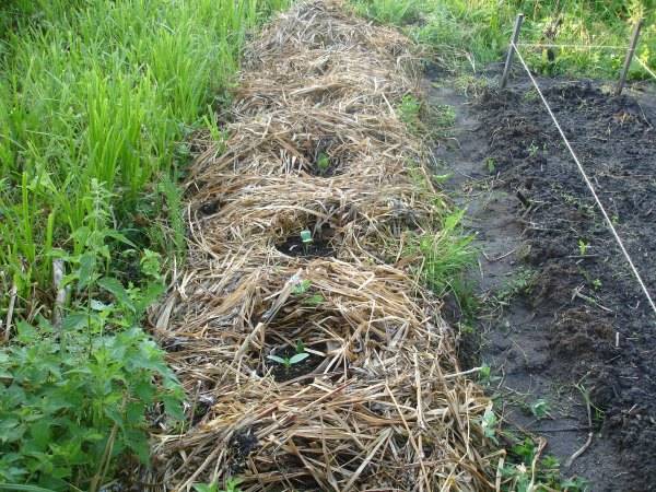 How to get rid of wheatgrass on the site forever