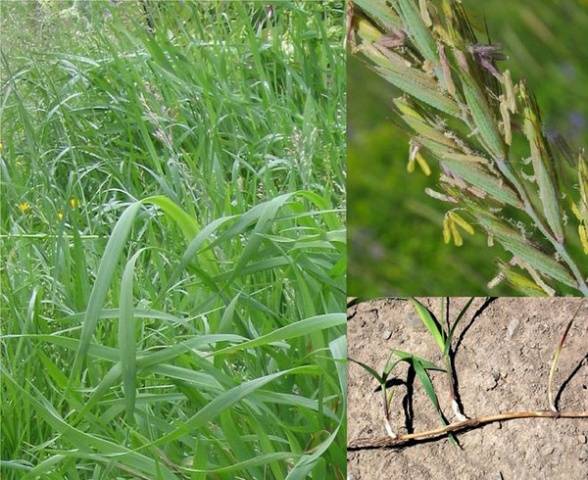 How to get rid of wheatgrass on the site forever