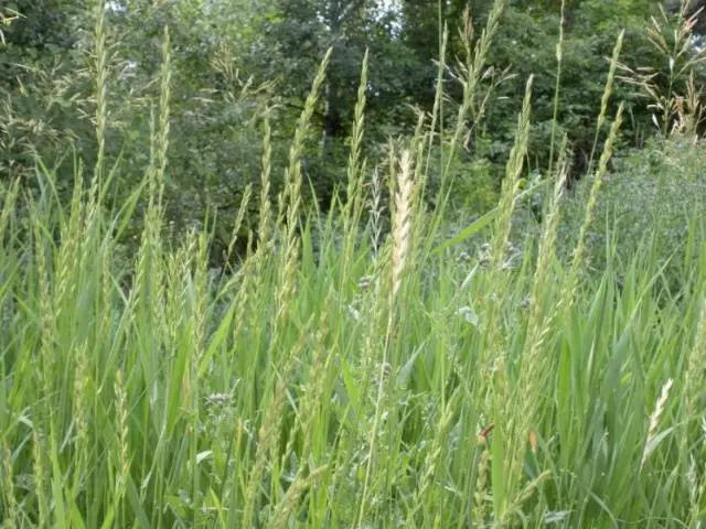 How to get rid of wheatgrass on the site forever