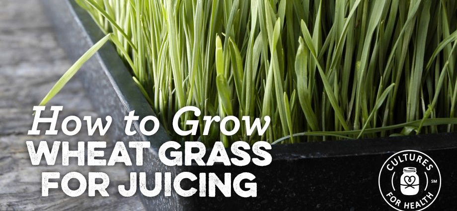 How to get rid of wheatgrass on the site forever