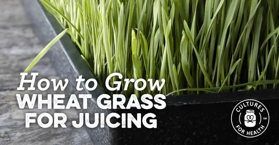 How to get rid of wheatgrass on the site forever