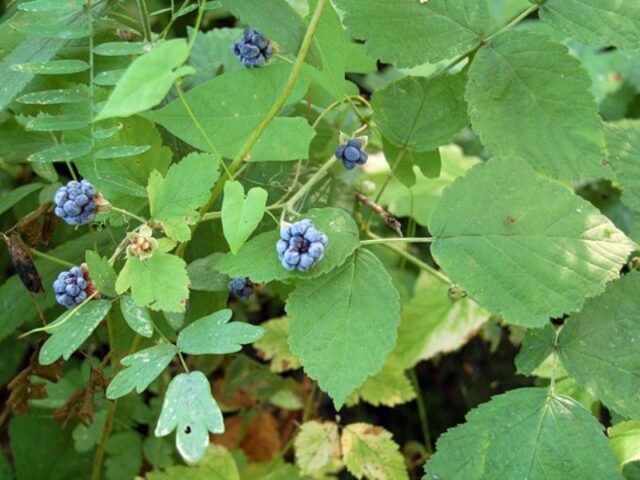 How to get rid of wild blackberry bushes in the garden