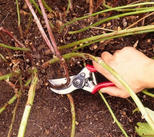 How to get rid of wild blackberry bushes in the garden