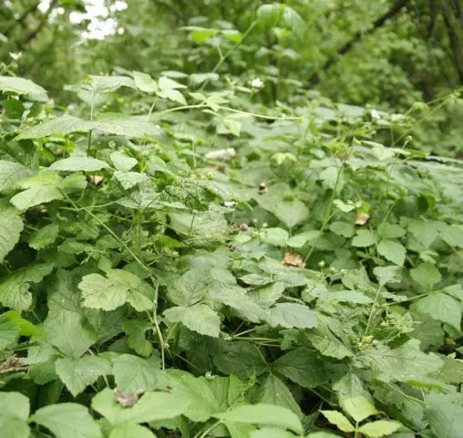 How to get rid of wild blackberry bushes in the garden