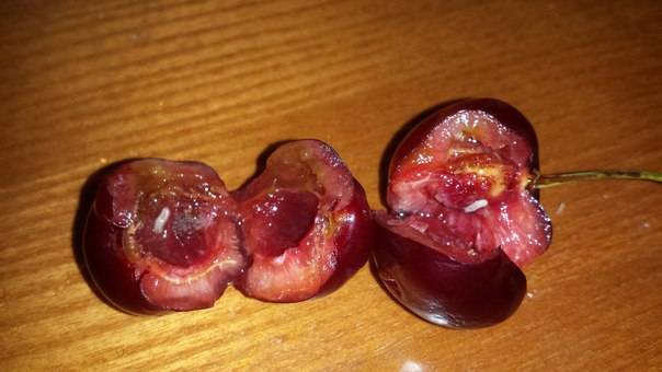 How to get rid of worms in cherries