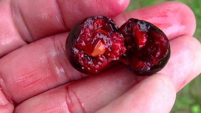 How to get rid of worms in cherries