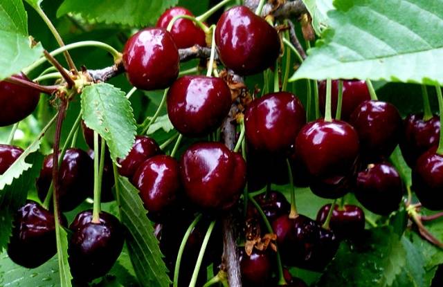 How to get rid of worms in cherries