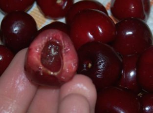 How to get rid of worms in cherries