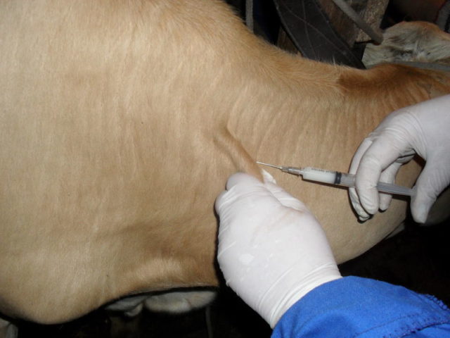 How to give a cow an injection