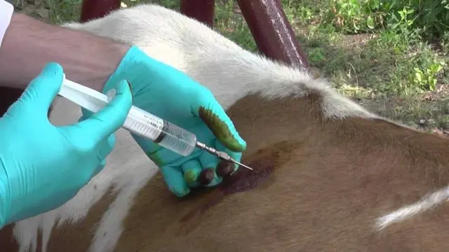 How to give a cow an injection