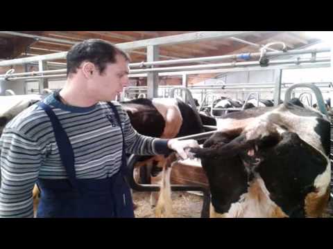 How to give a cow an injection – Healthy Food Near Me