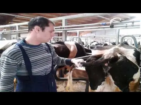 How to give a cow an injection