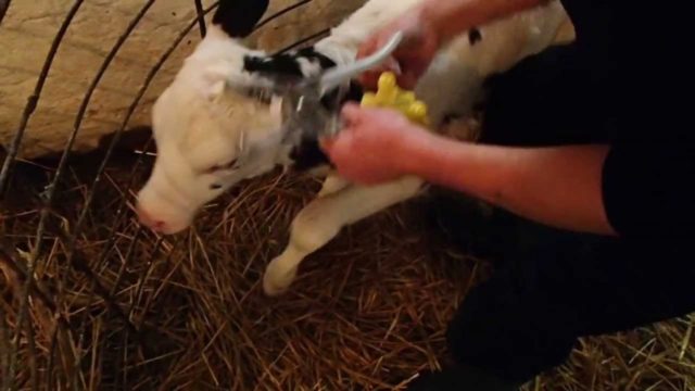 How to give a cow an injection