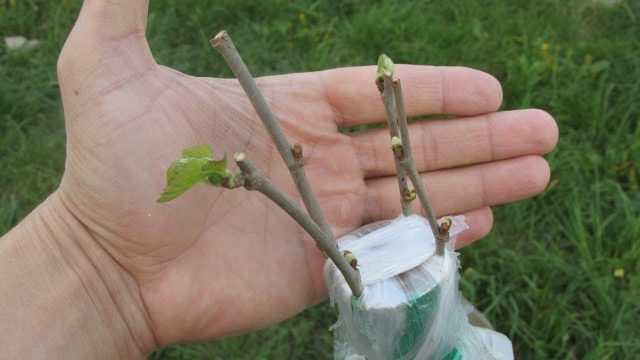 How to graft a mulberry (mulberry)