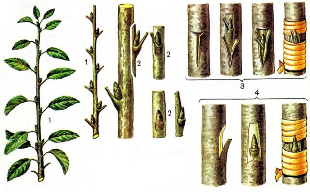 How to graft a mulberry (mulberry)