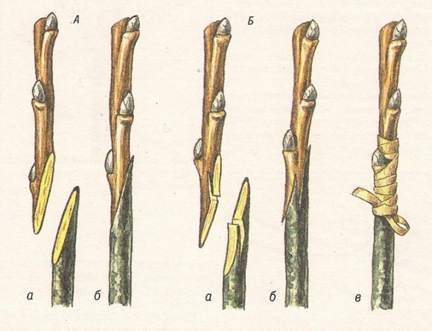 How to graft a mulberry (mulberry)