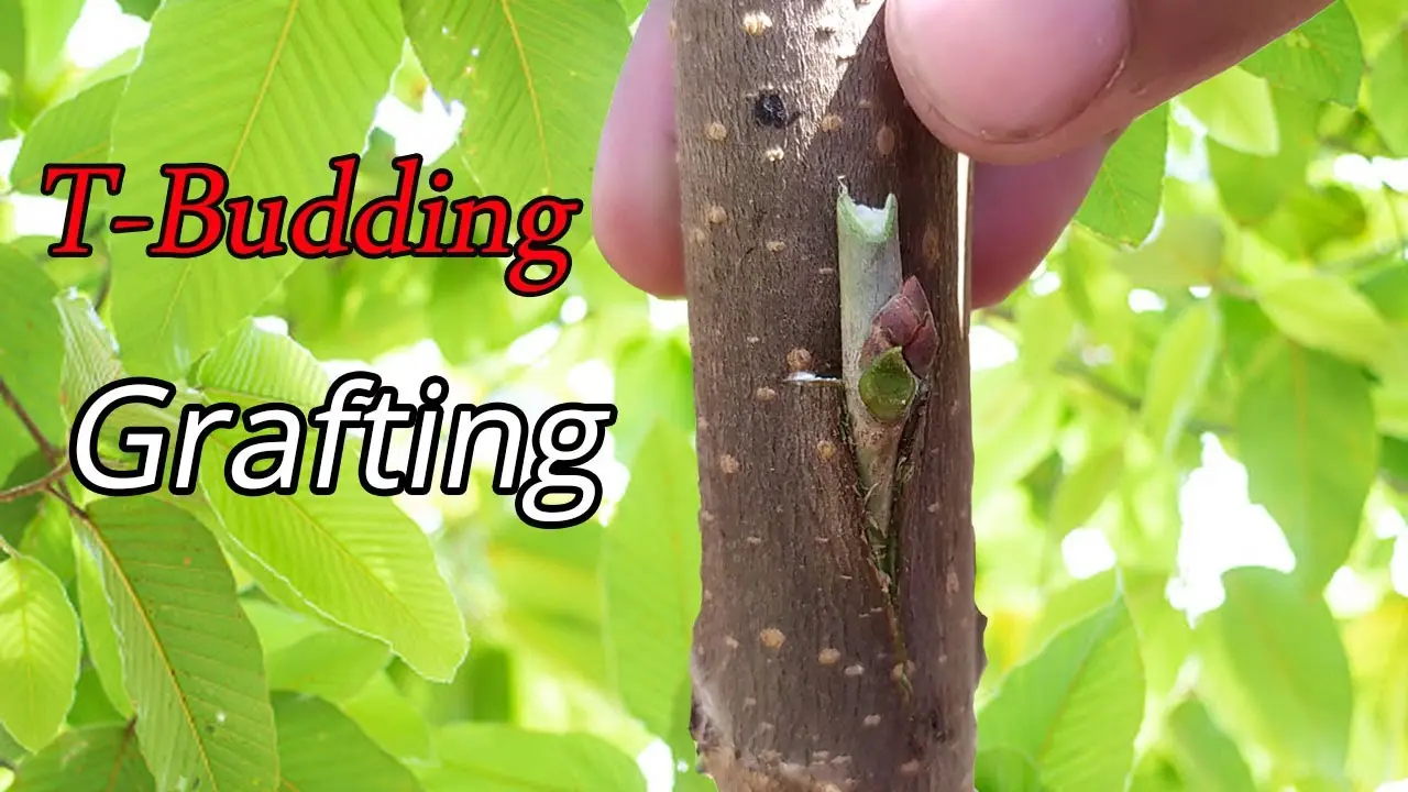 How to graft a mulberry (mulberry)