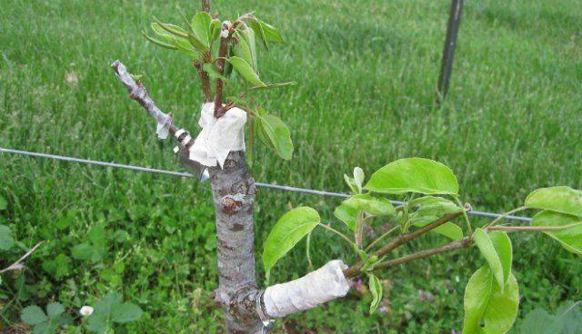 How to graft an apple tree into a split