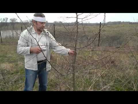 How to graft an apple tree into a split