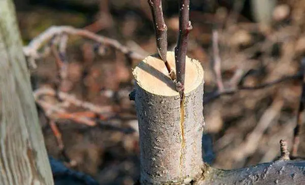 How to graft an apple tree into a split