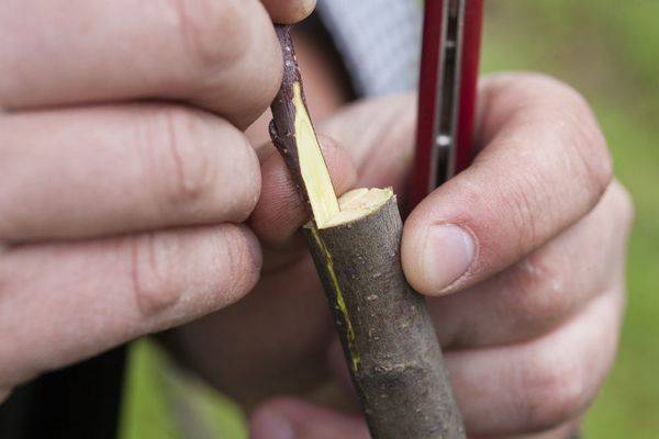 How to graft an apple tree into a split