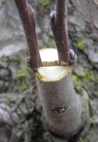 How to graft an apple tree into a split