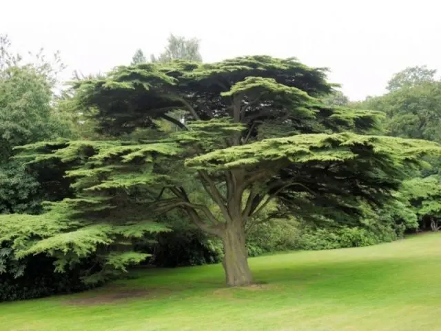 How to grow a cedar from a nut