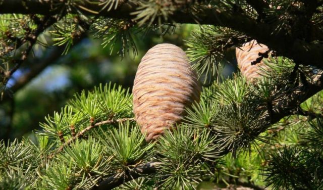 How to grow a cedar from a nut